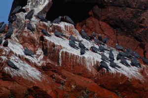 Islas Ballestas, Inca Terns