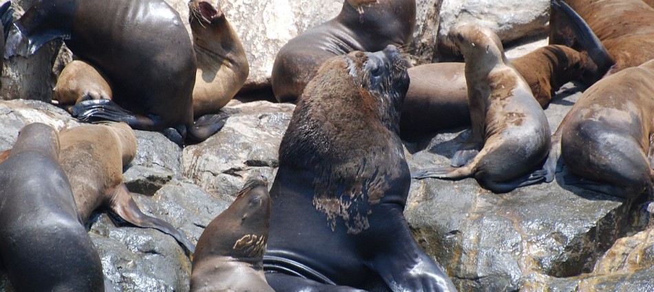 Seals and Sea Lion on Islas Palomino